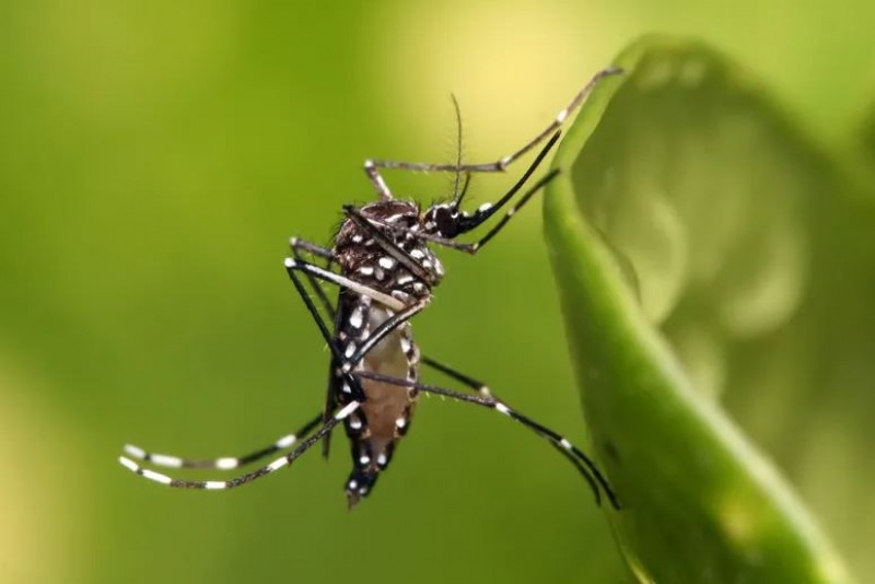 La Provincia comienza a vacunar a quienes no hayan tenido dengue